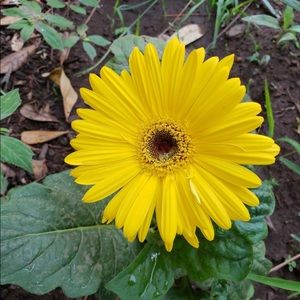 Meet your Posher, Carmen